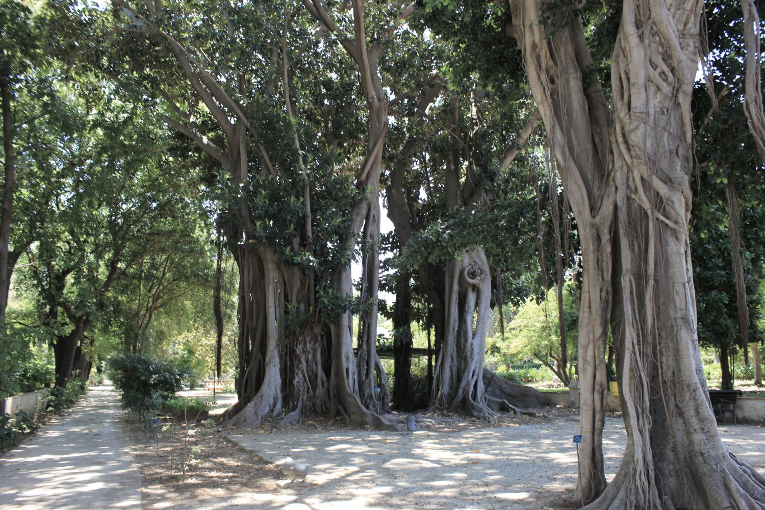 ortobotanico_fratus_ficusingresso_redux