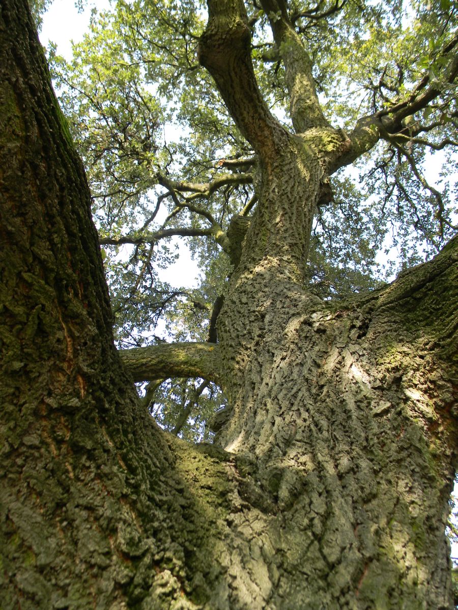 tassarolo_cerrosughera_fratus_febbraio2011