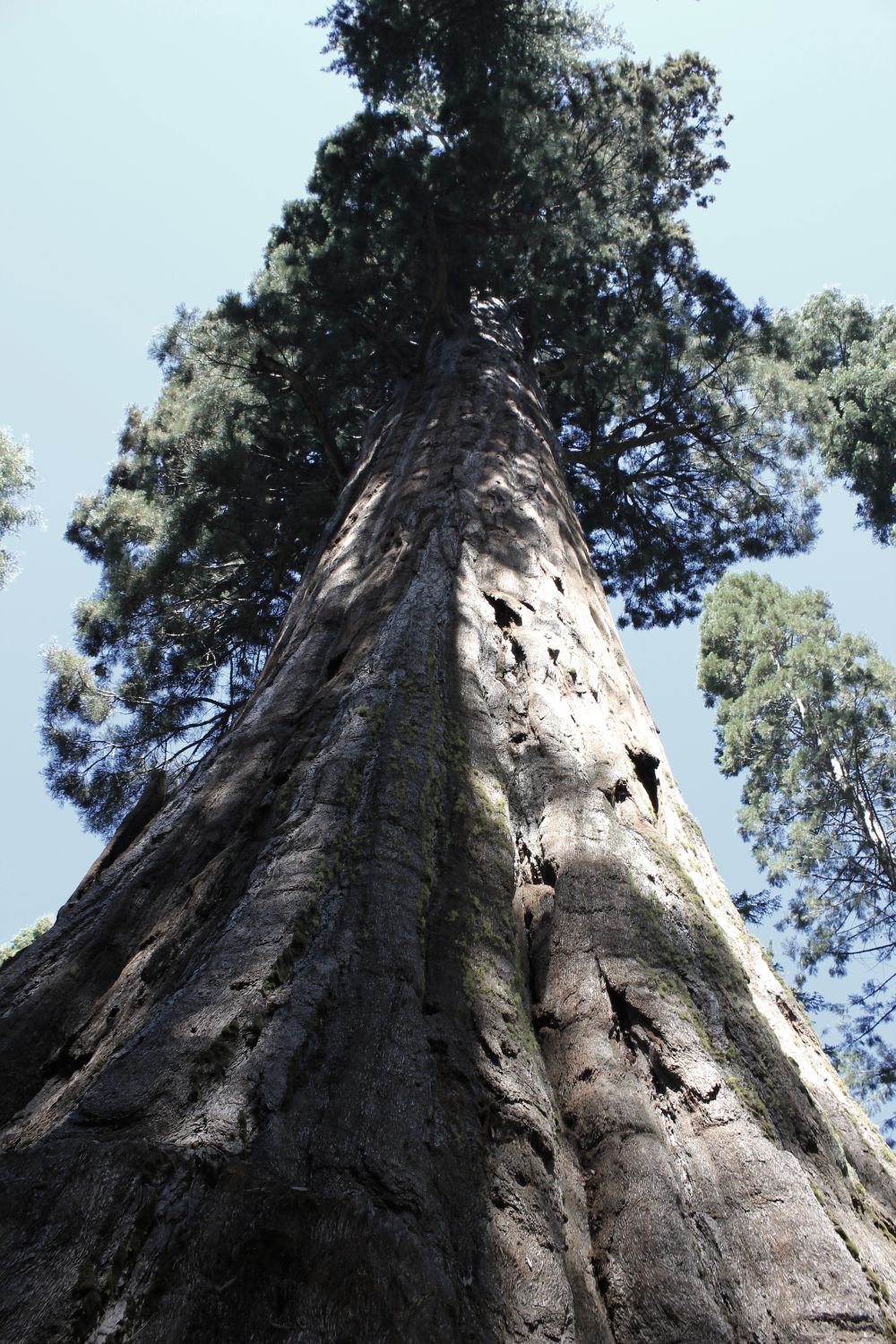 bullbucksequoia_fratus_neldergrove_redux
