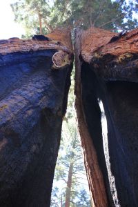 doublesplendour_giantforest_fratus_2013_c_redux