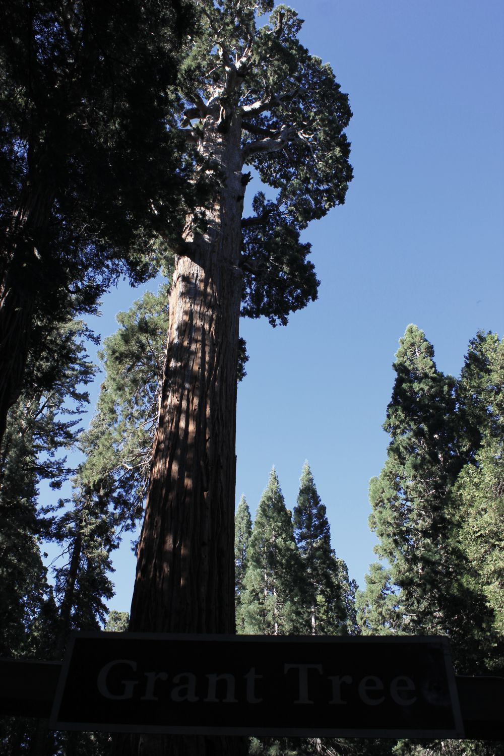 generalgranttree_fratus_redux