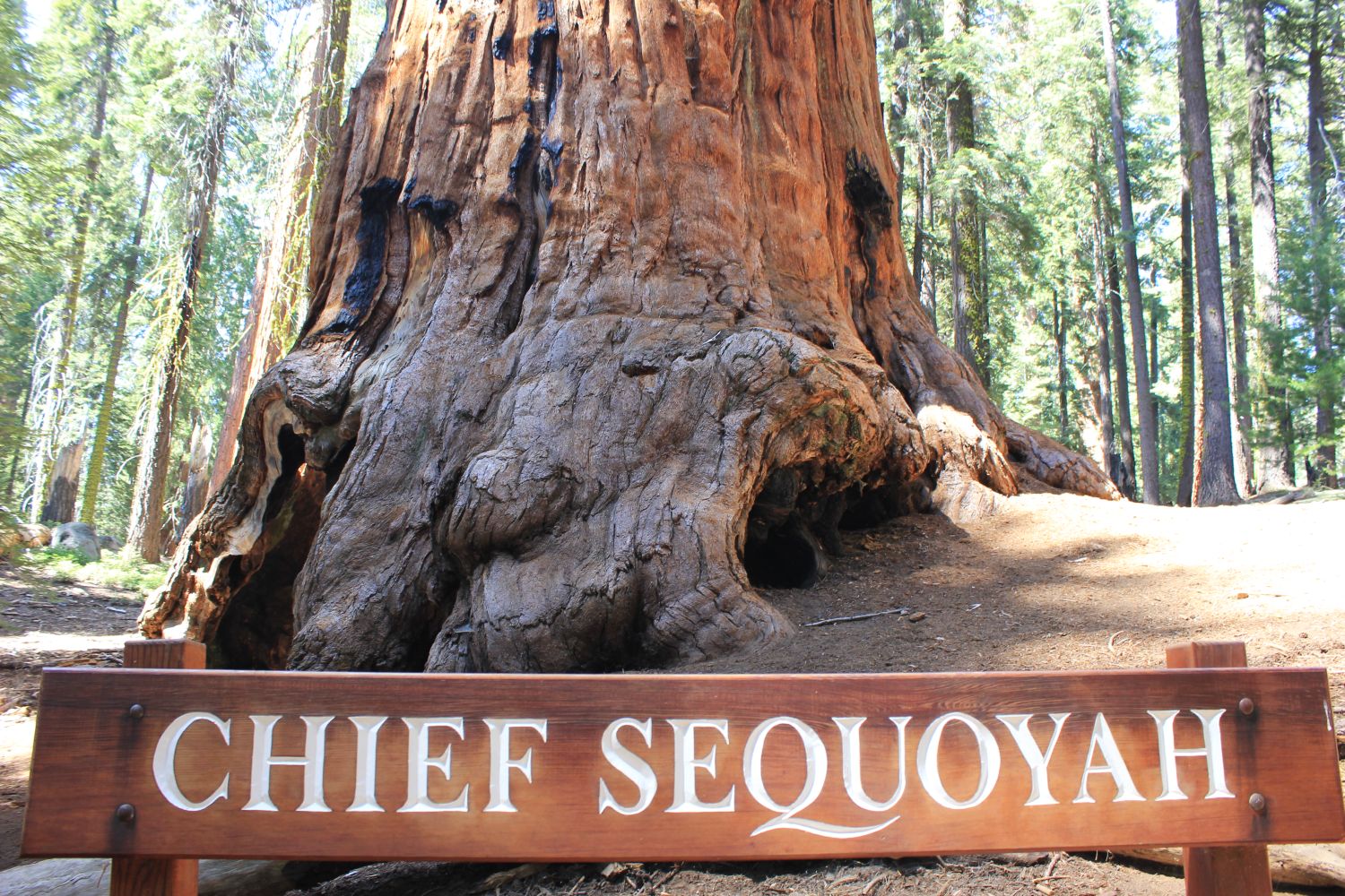 giantforest_fratus_chiefsequoyah_redux
