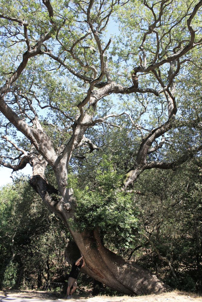 toscana_fratus_quercionepopulonia_redux
