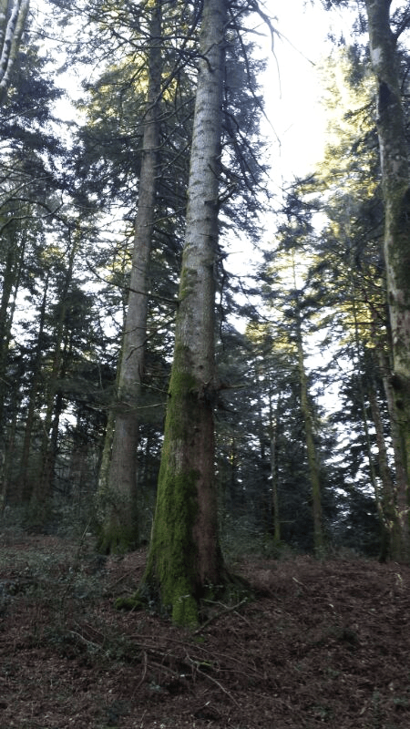 abeteserrasanbruno_cfs