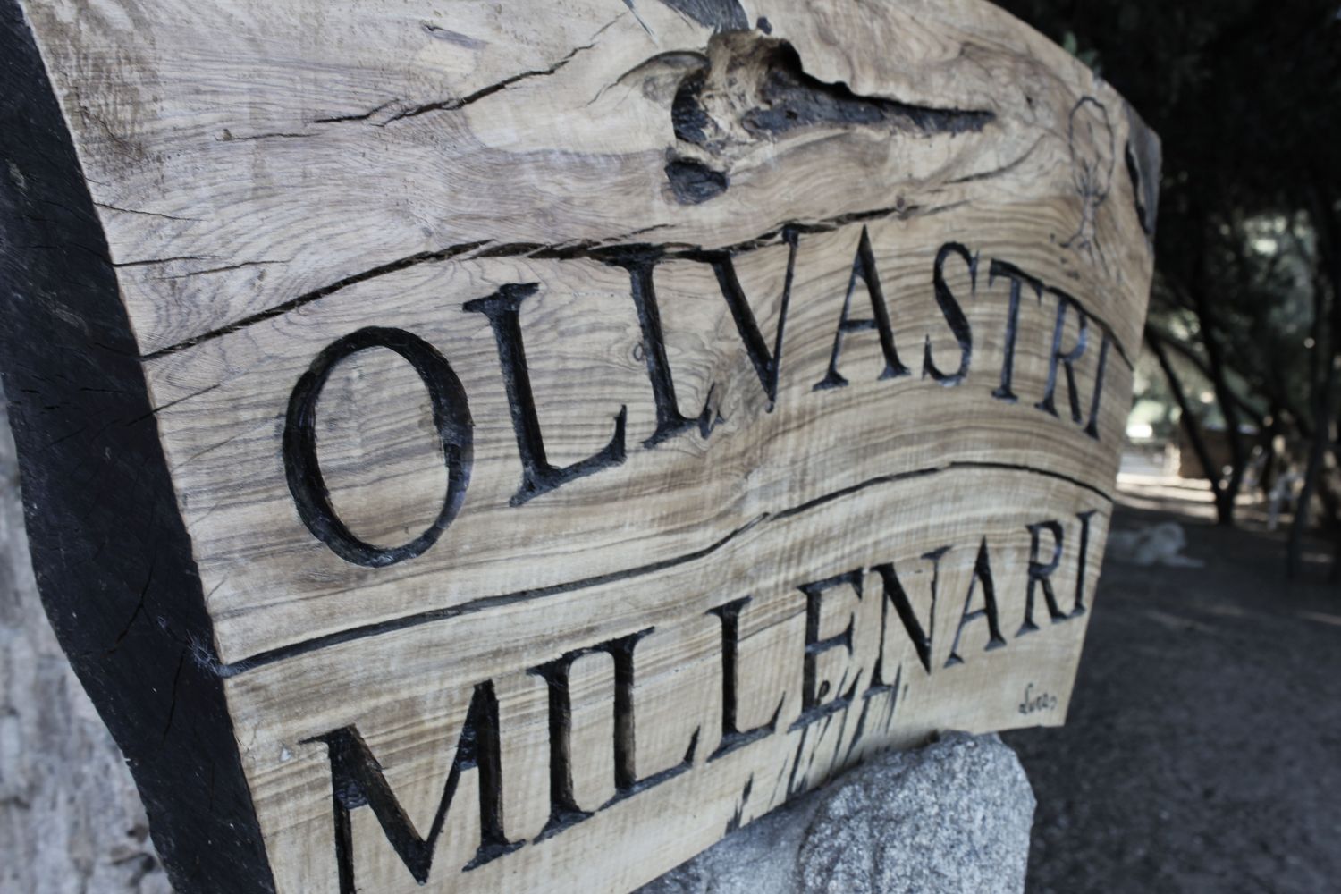 sardegna_fratus_olivastriluras