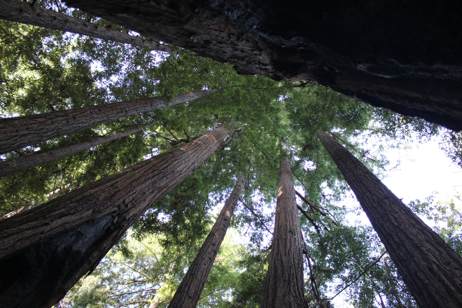 sequoie_bigsur_fratus_redux