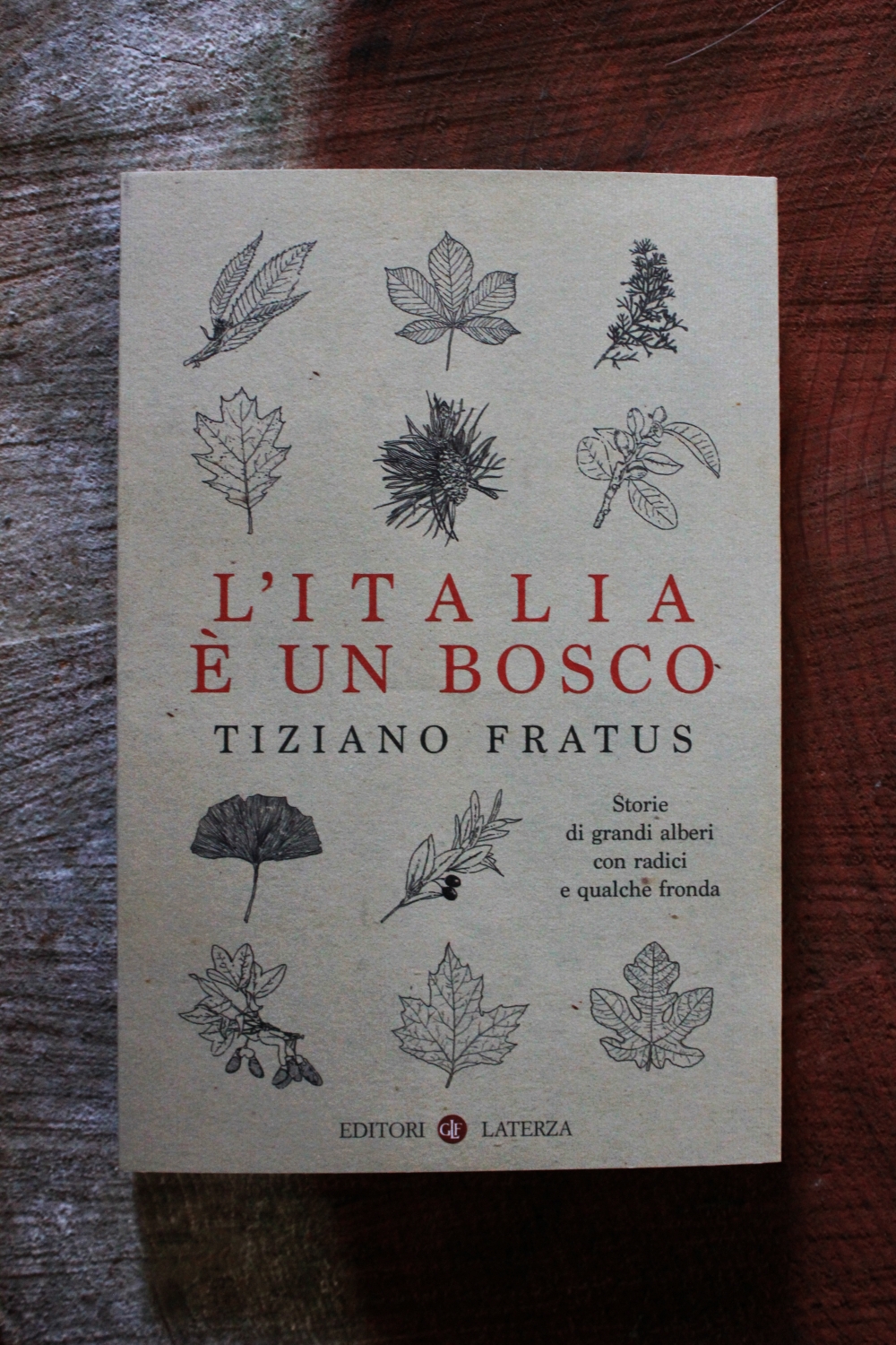 litaliaeunbosco_sequoia_fratus_redux