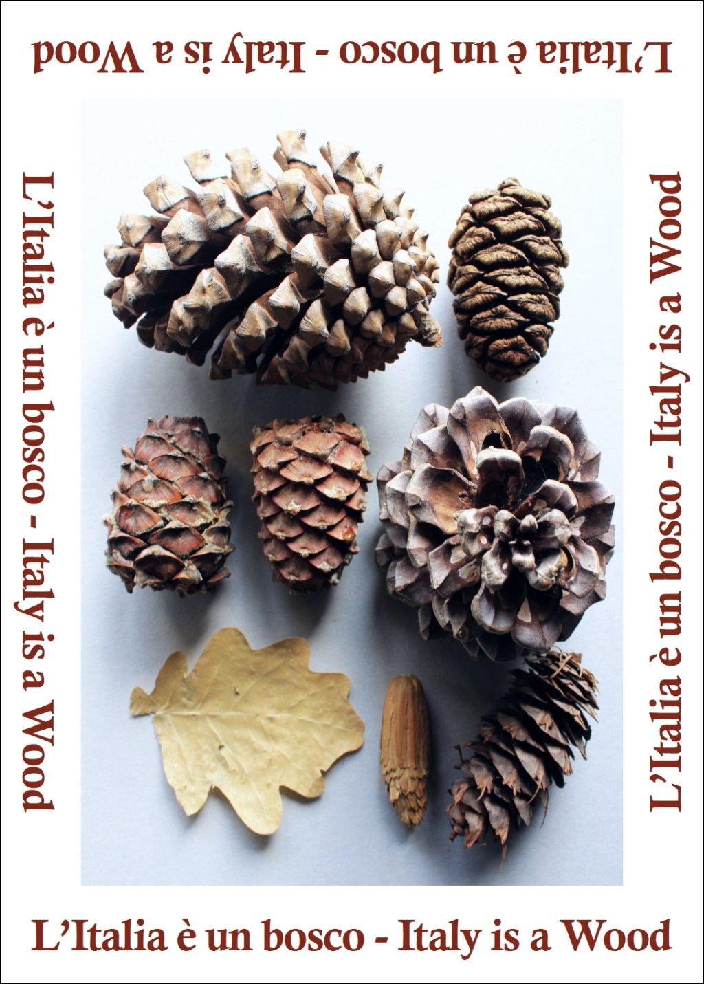 La mostra “L’Italia è un bosco” in Val di&nbsp;Cembra