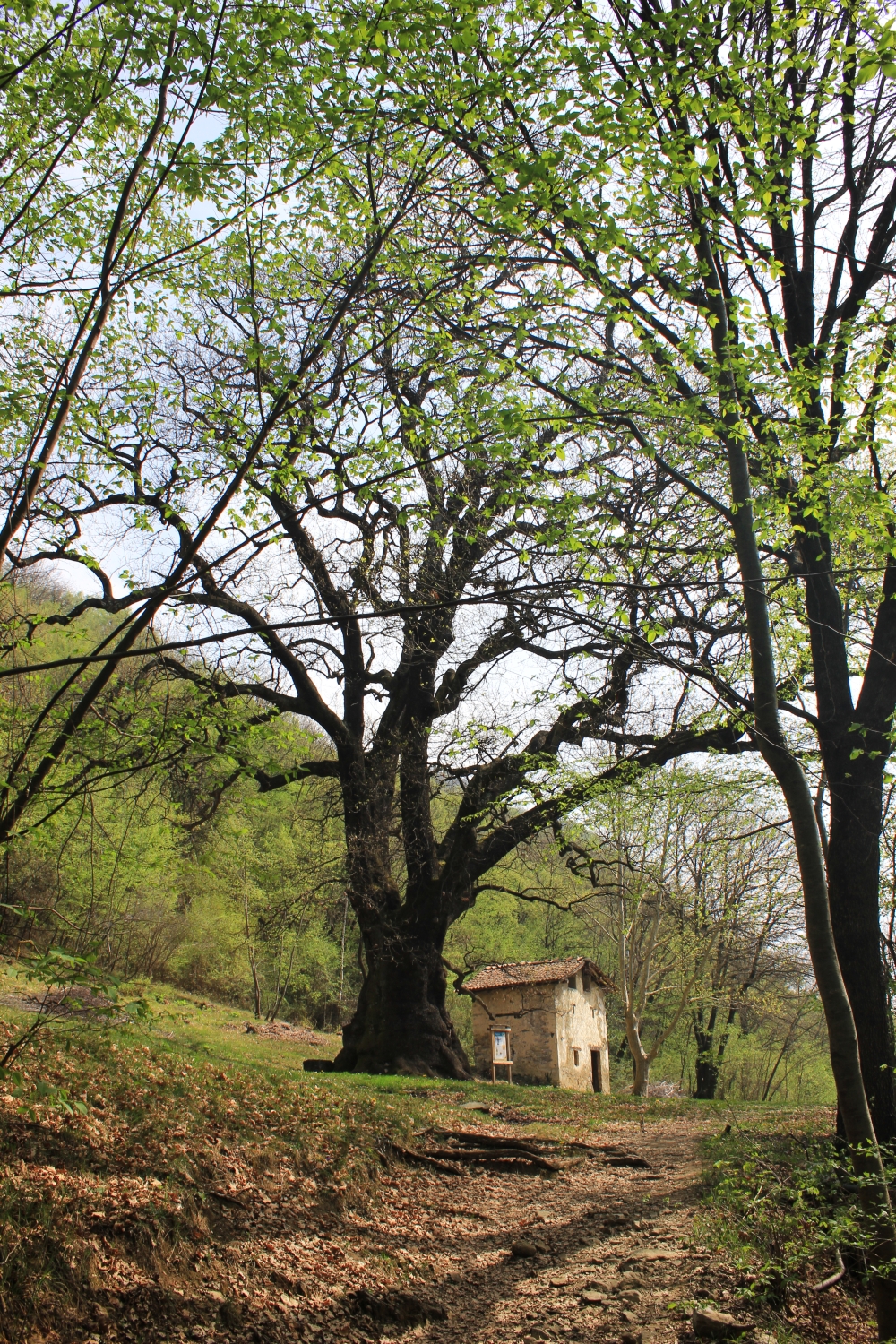 rogolone_fratus_2014_b_redux