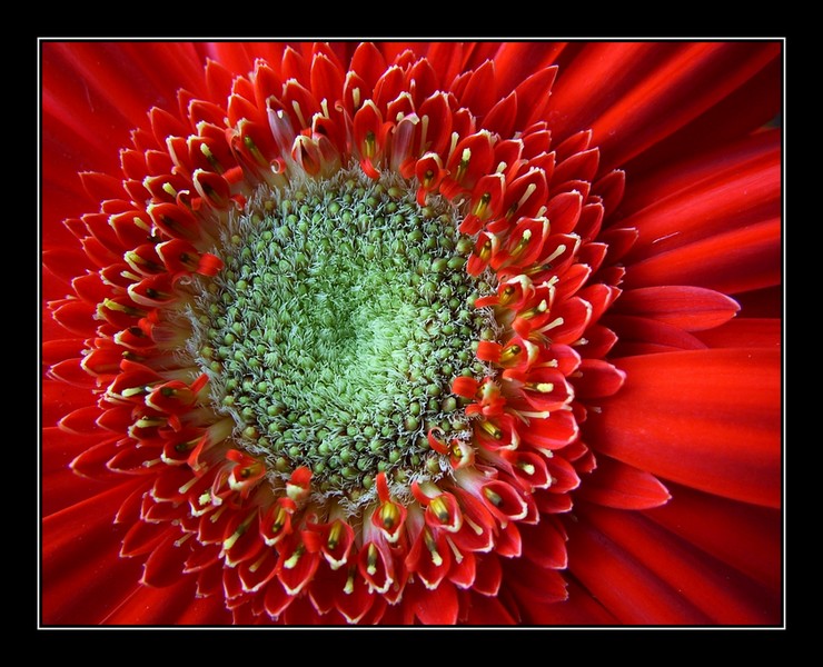 gerbera