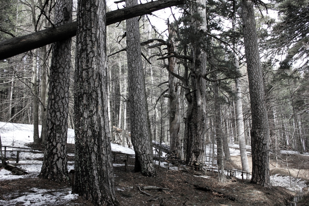 pinonero_fallistro_fratus