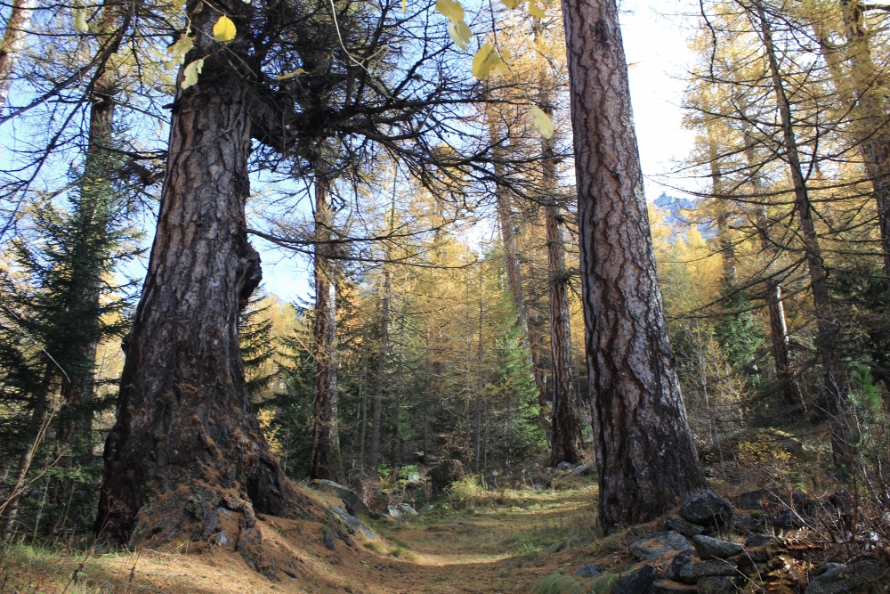 “L’Italia è un bosco” fra i libri consigliati della Libreria Calibrì di Rovigo
