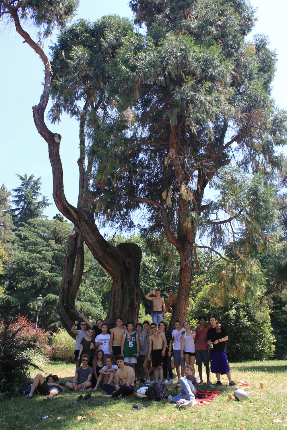 bobolino_fratus_calocedromonumentale_2014_redux