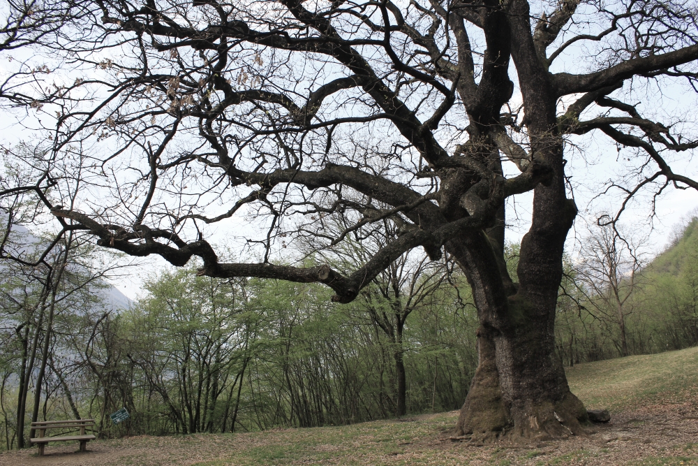 boscoimpero_rogolone_fratus