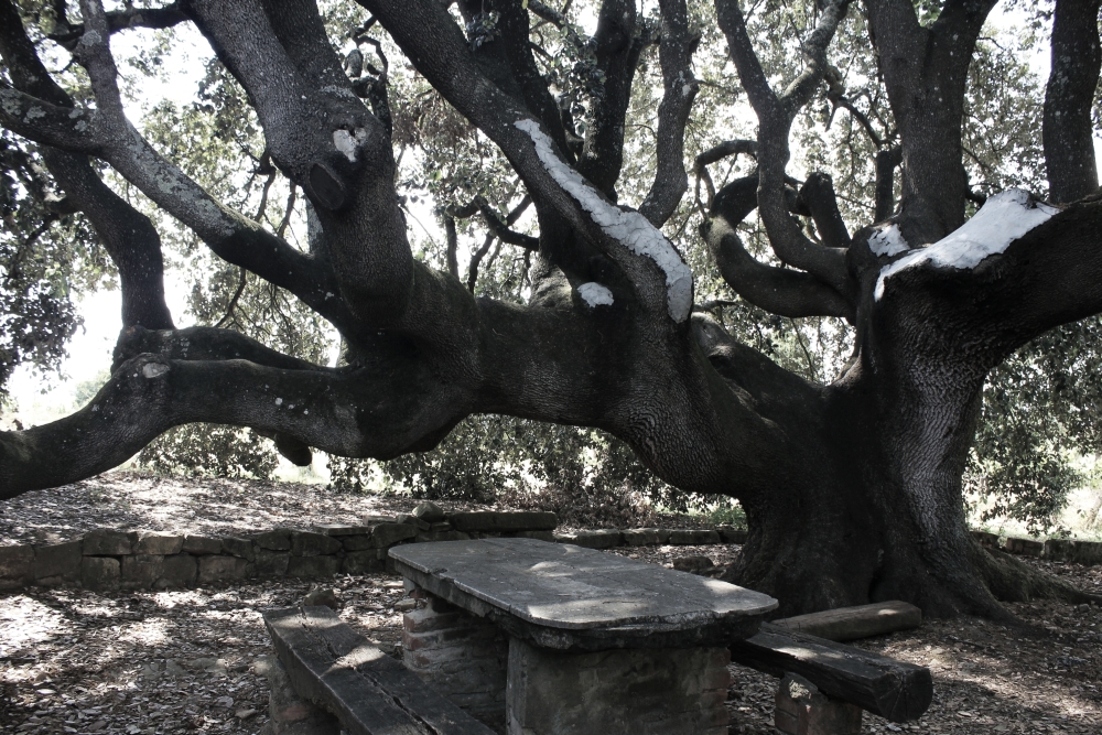 La fraschetta di Bucine e il frassino di&nbsp;Rorà