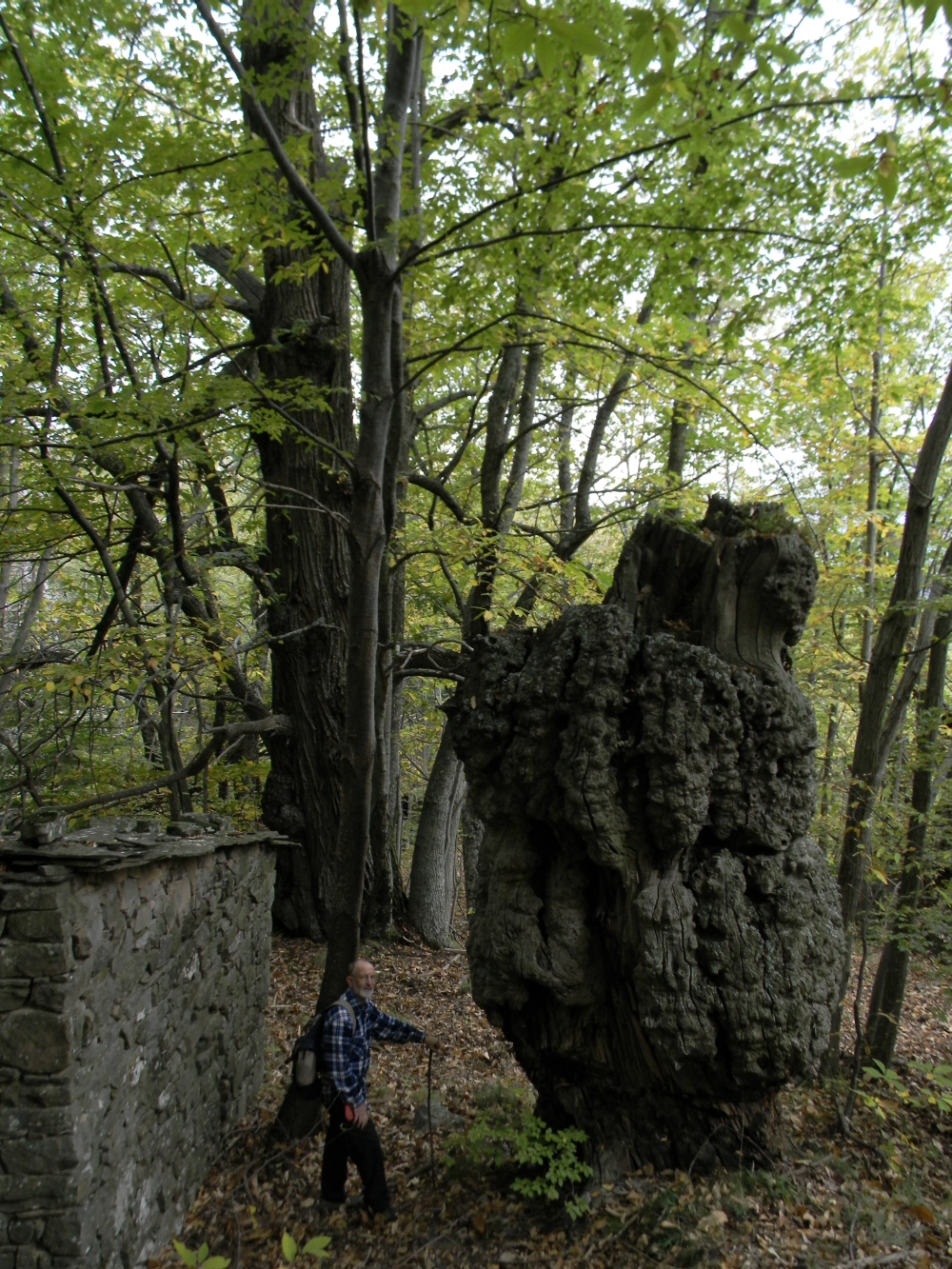 Dei boschi indimenticabili –&nbsp;Liguria