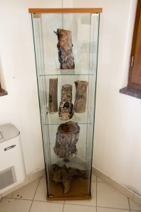 homoradix_mostragrumes_c