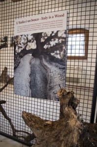 homoradix_mostragrumes_d