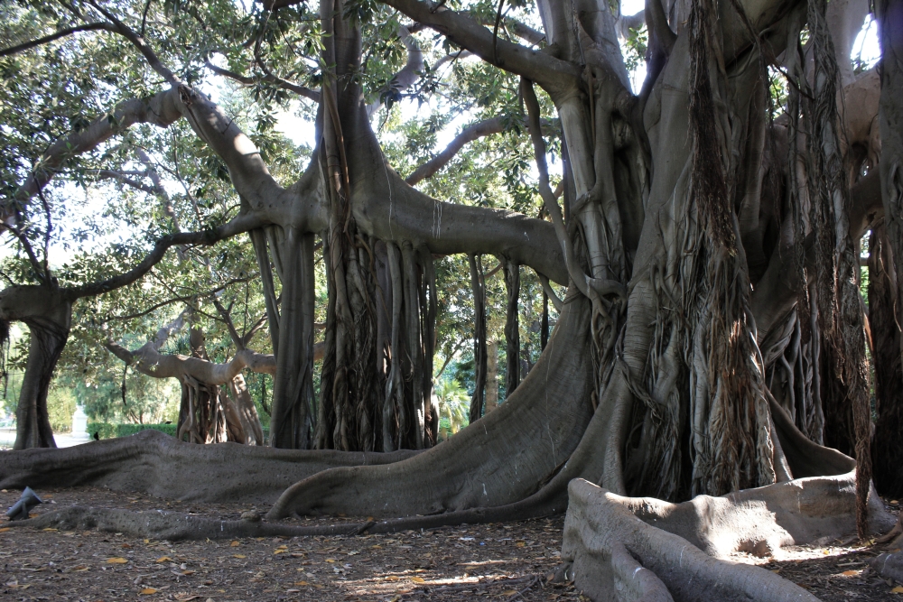 I ficus di Palermo su «La&nbsp;Stampa»