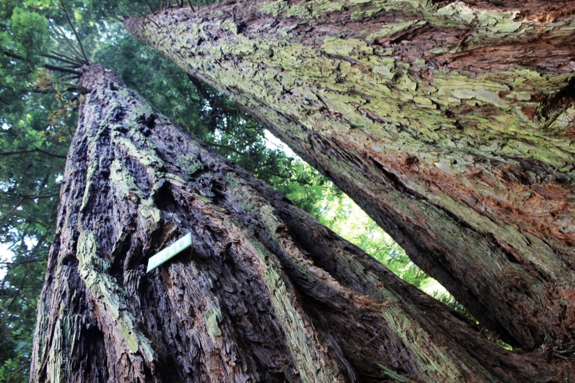 piccolacalifornia_fratus_2014_redux