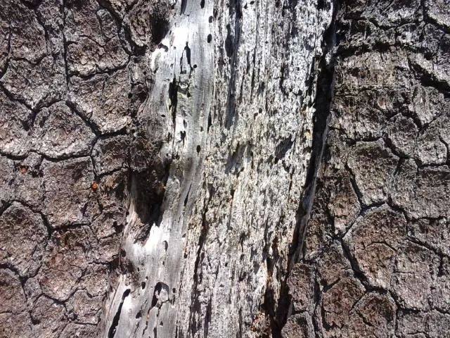 I Patriarchi del Pollino a&nbsp;Expo