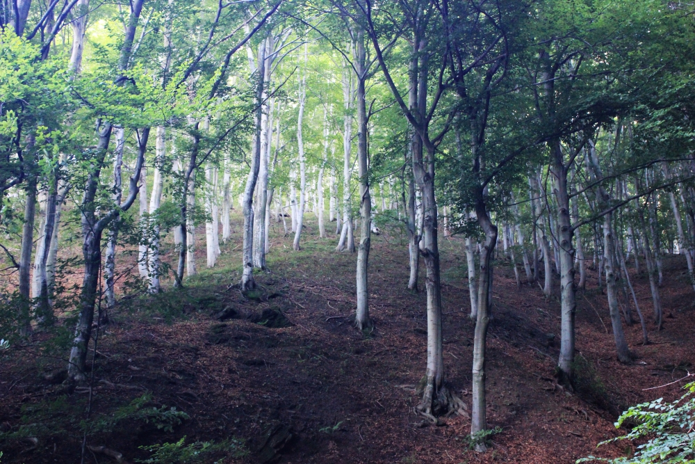 Dentro boschi fiabeschi i sospiri dei partigiani