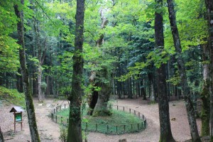 metaleto_fratus_2014_b