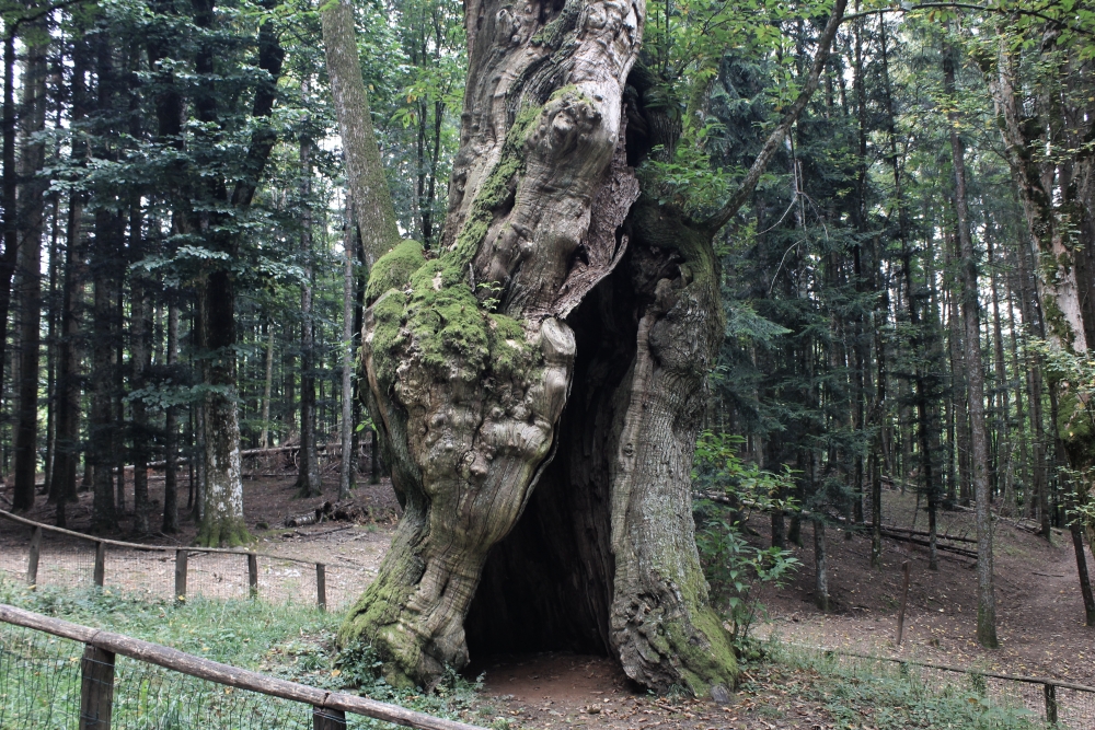 Al Castagno Miraglia, bosco di Metaleto, Camaldoli&nbsp;(AR)