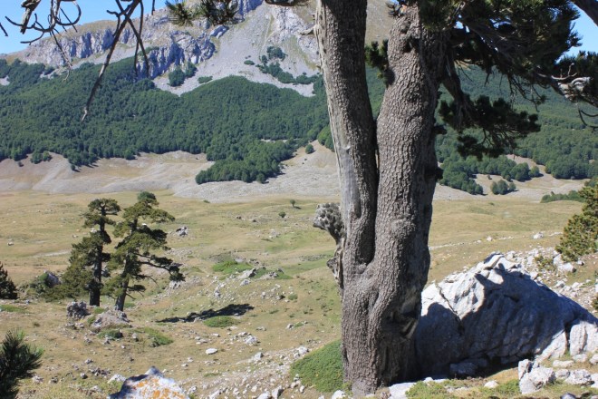 pollino_sentinelle_fratus_2014