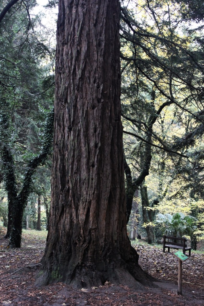 sequoia_arboretosiemoni_fratus_2014_1_redux