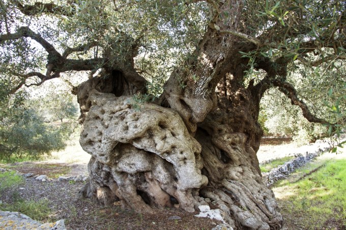 millenaridipuglia_enzosuma