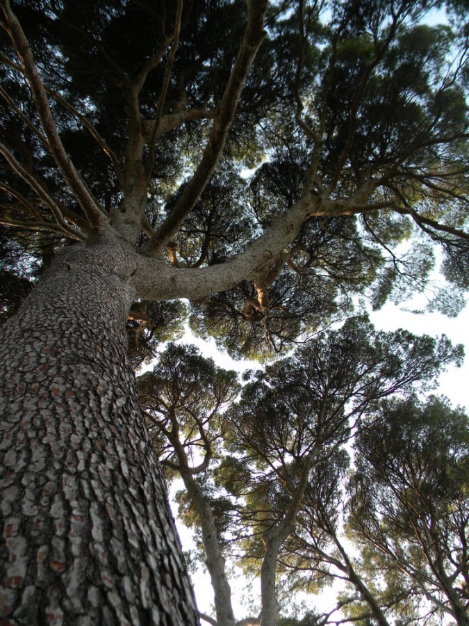 Arborgrammaticus: viaggio a piedi in 5&nbsp;giorni