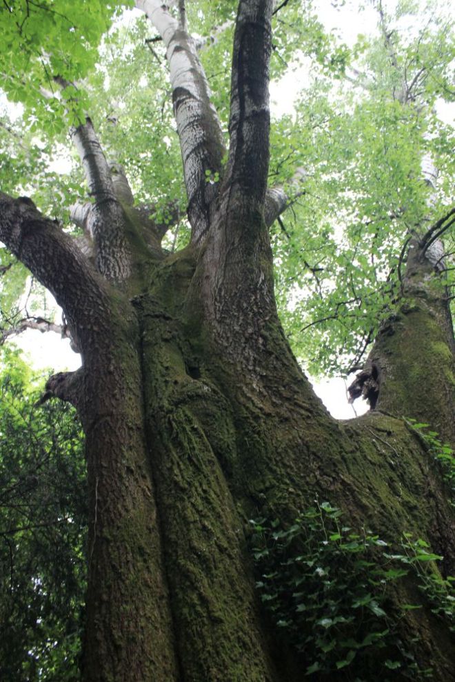 fraforeano_fratus_pioppobianco_2_redux