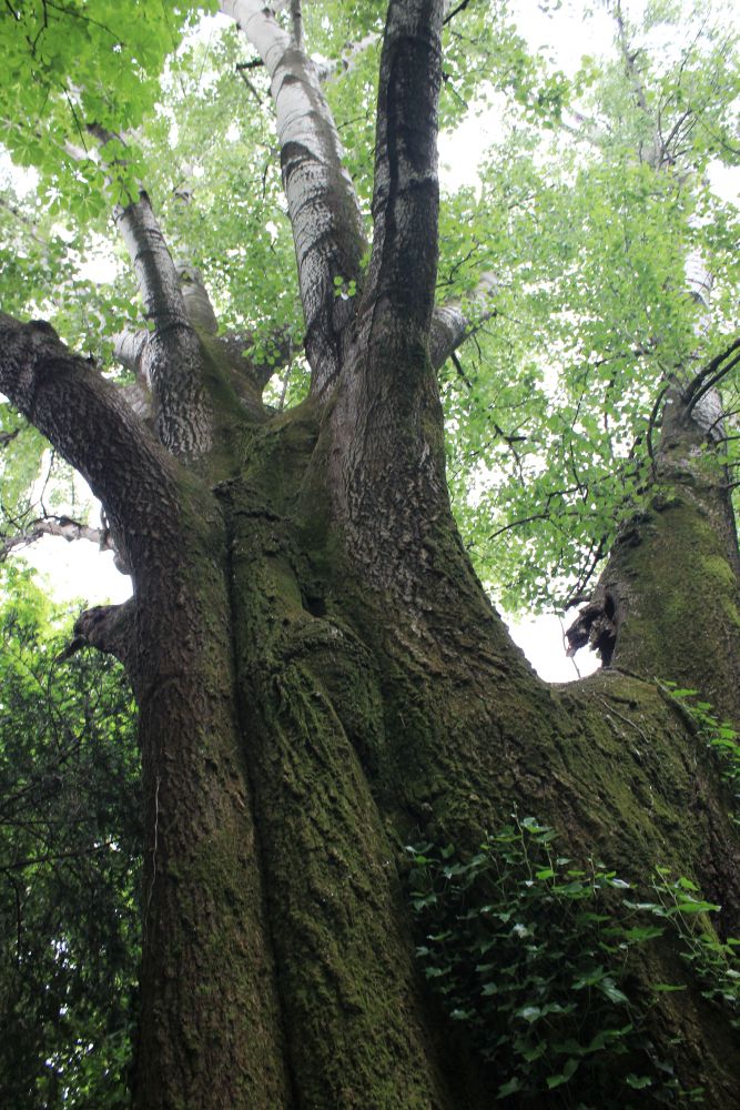 Hemingway e le piante di&nbsp;Fraforeano