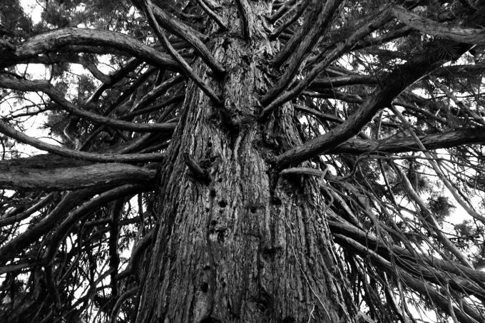 fratus_hp_alpi_salorno_sequoiamasolaitachof_3_redux