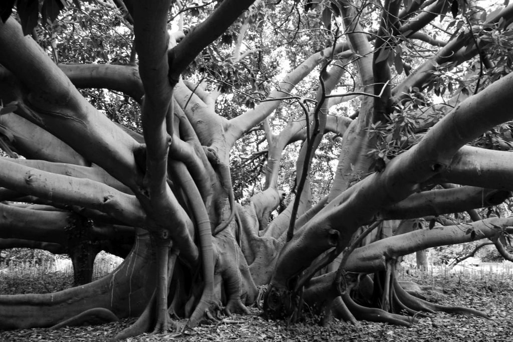 Fra i ficus di Palermo