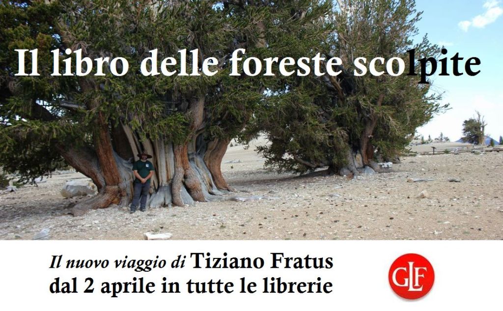 Il libro delle foreste&nbsp;scolpite