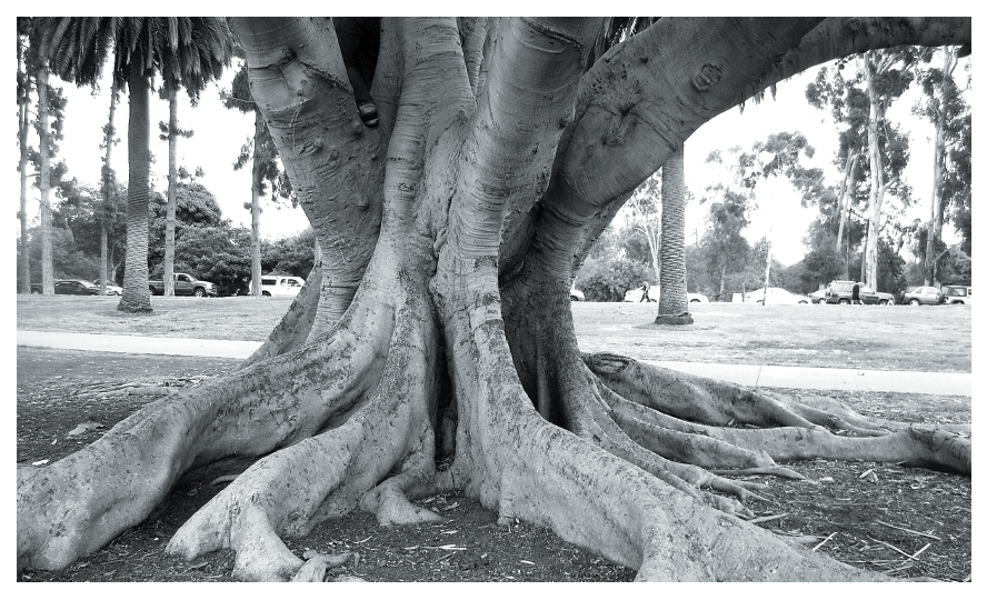 Un quaderno di radici su Google&nbsp;Books