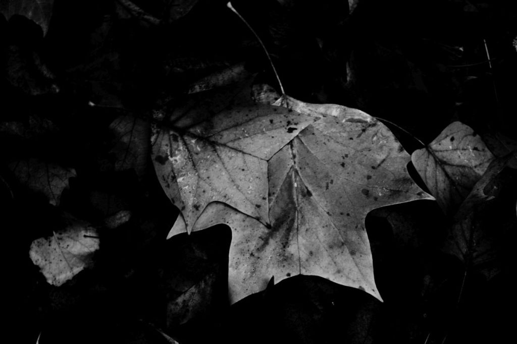 Un quaderno di radici – Inediti editi&nbsp;#2