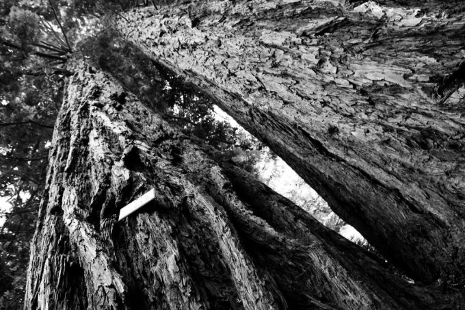 hr_fratus_piccolacalifornia_sequoiagemella_redux