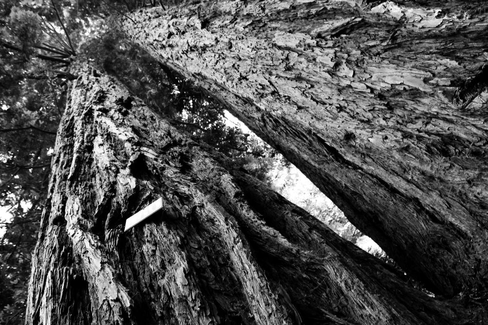 Convegno sabato all’Università di Scienze Gastronomiche di&nbsp;Pollenzo