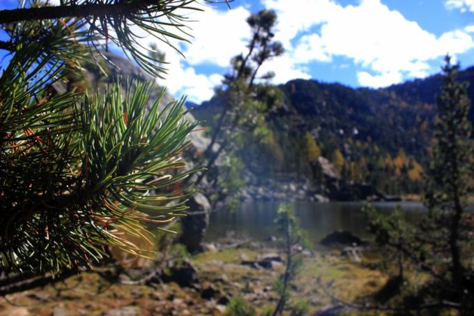 montavic_fratus_redux