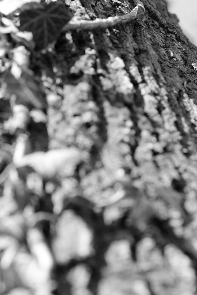 fratus_corteccia_2015_redux