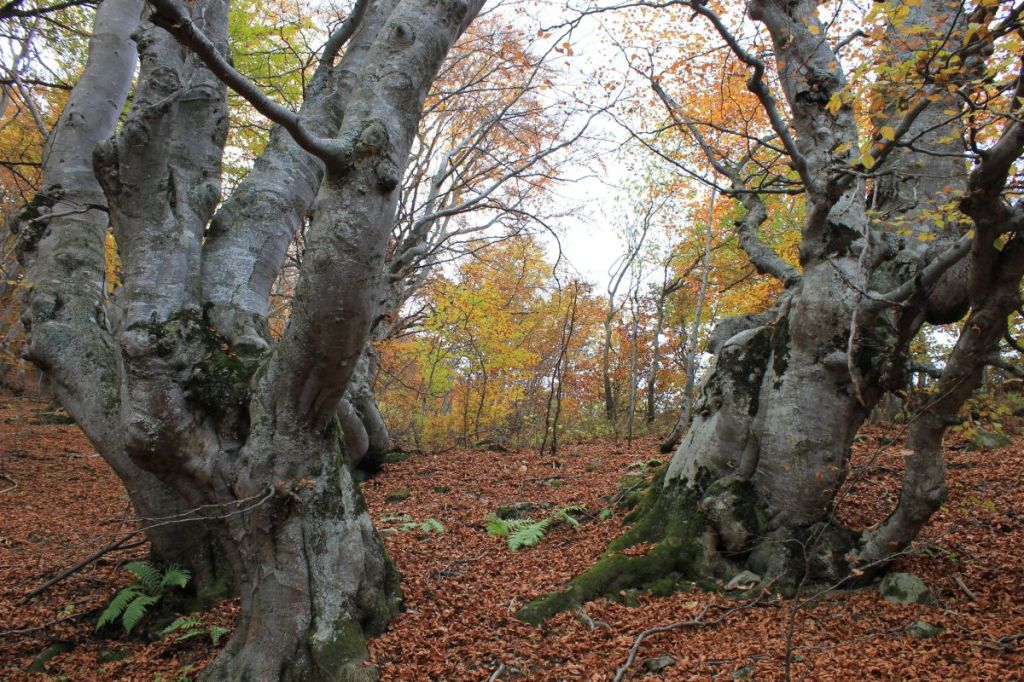 Gli alberi-montagna del&nbsp;Palanfrè