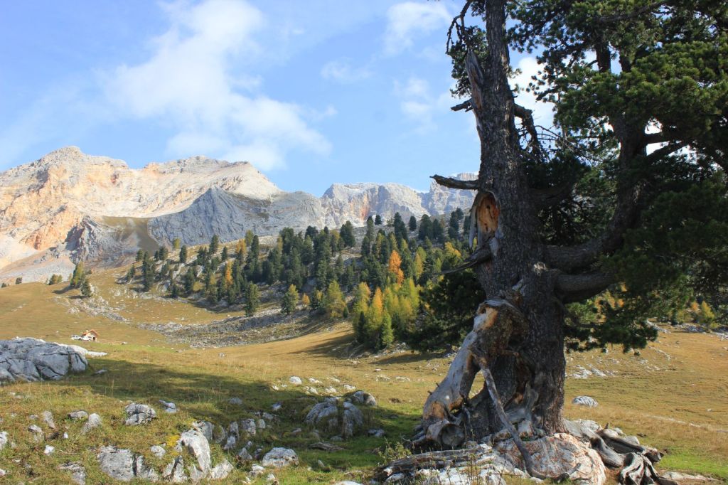 Le+belle Foreste Scolpite d’Italia #002 – Lerosa&nbsp;(BL)