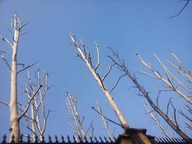 fratus_torino_giardinireali