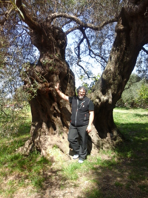 Fra gli ulivi di Santadi nel Sulcis