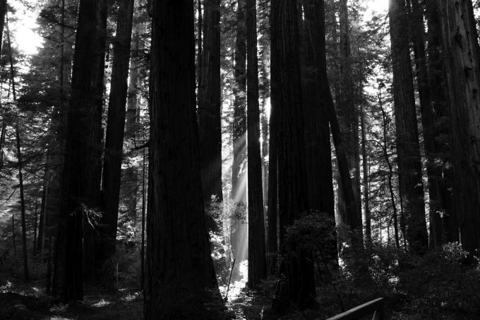 111_redux_2013_rockfeller