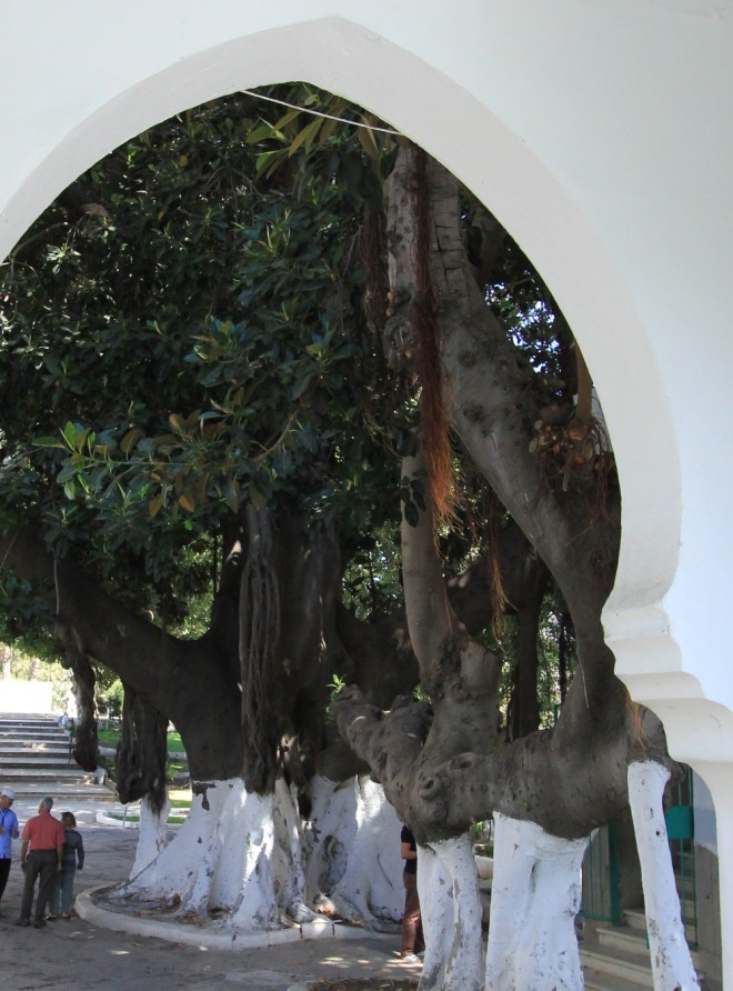 ficustangeri_fratus_2015