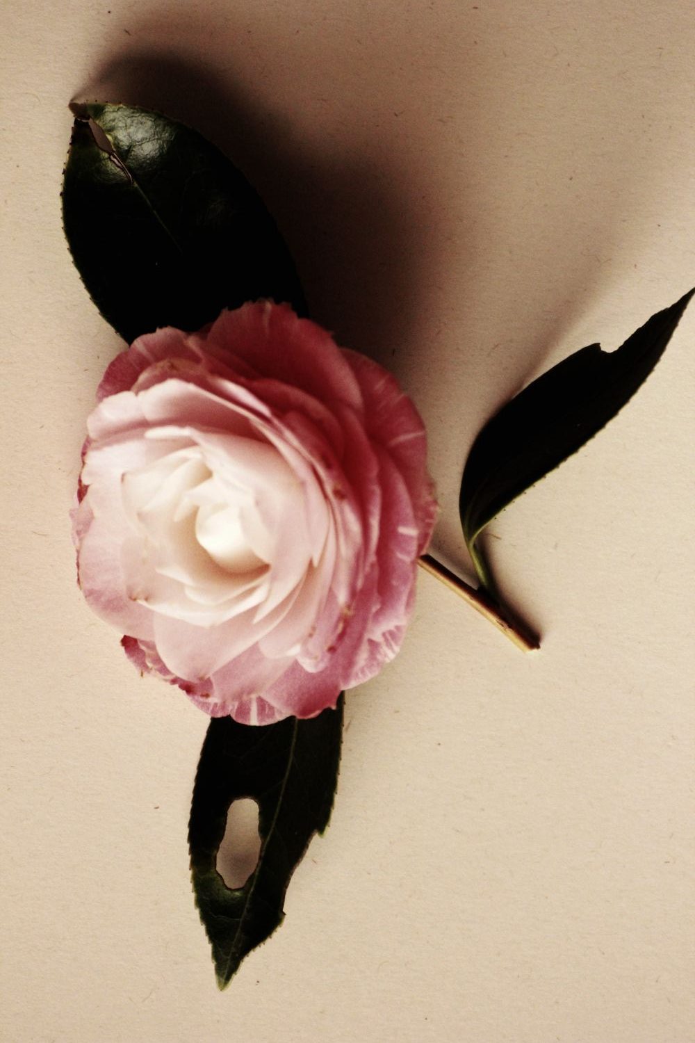 Camellia japonica Grace&nbsp;Albritton